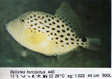 Balistes forcipitus